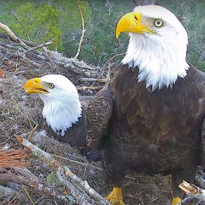 nefl eagle cam