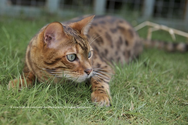 half bengal cat