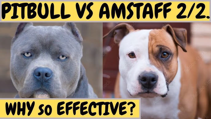 american staffordshire terrier vs american pitbull terrier