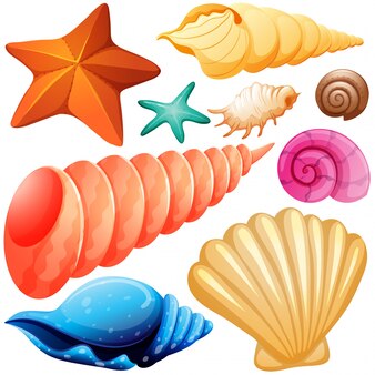 clip art of shells