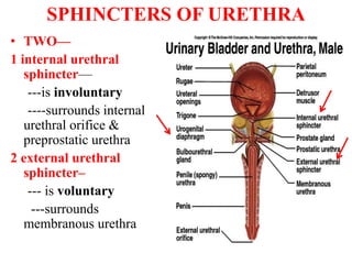 urethra anatomy ppt