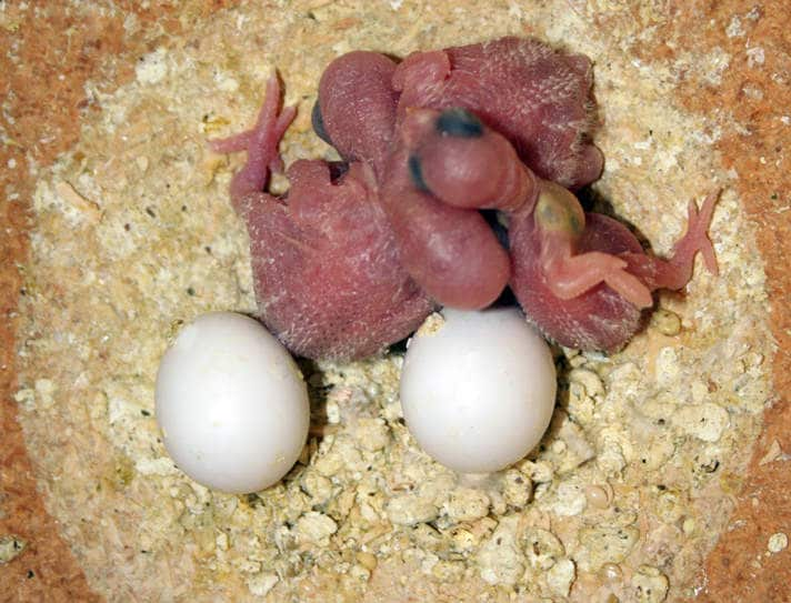 how long does it take a budgie egg to hatch