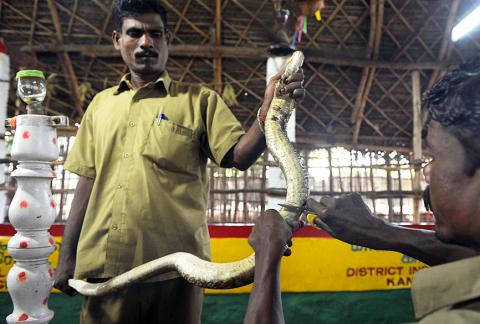 snake catcher in chennai