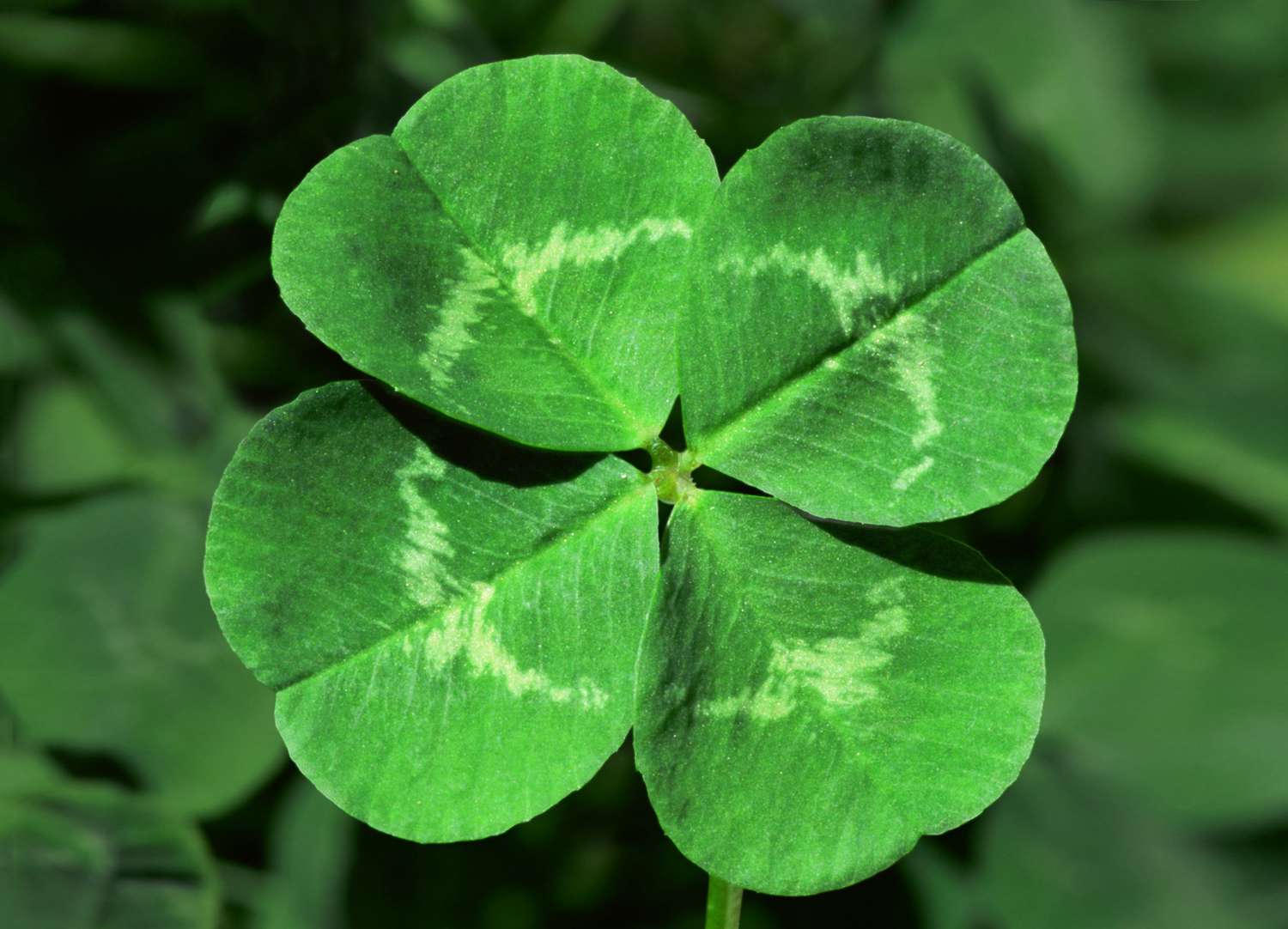 pictures of four leaf clovers