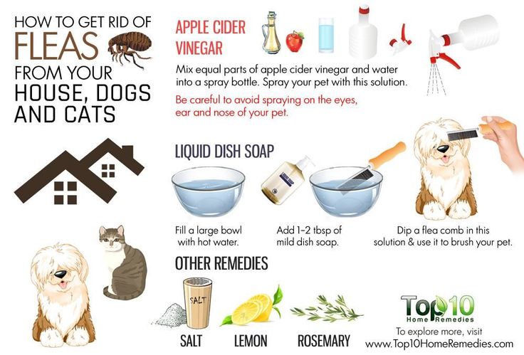 homemade remedy for dog fleas