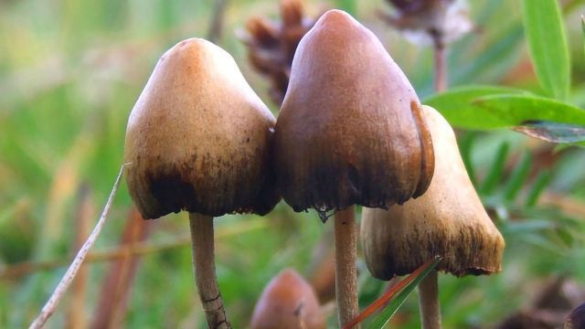 psilocybe semilanceata sweden