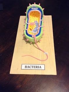 maqueta de bacteria