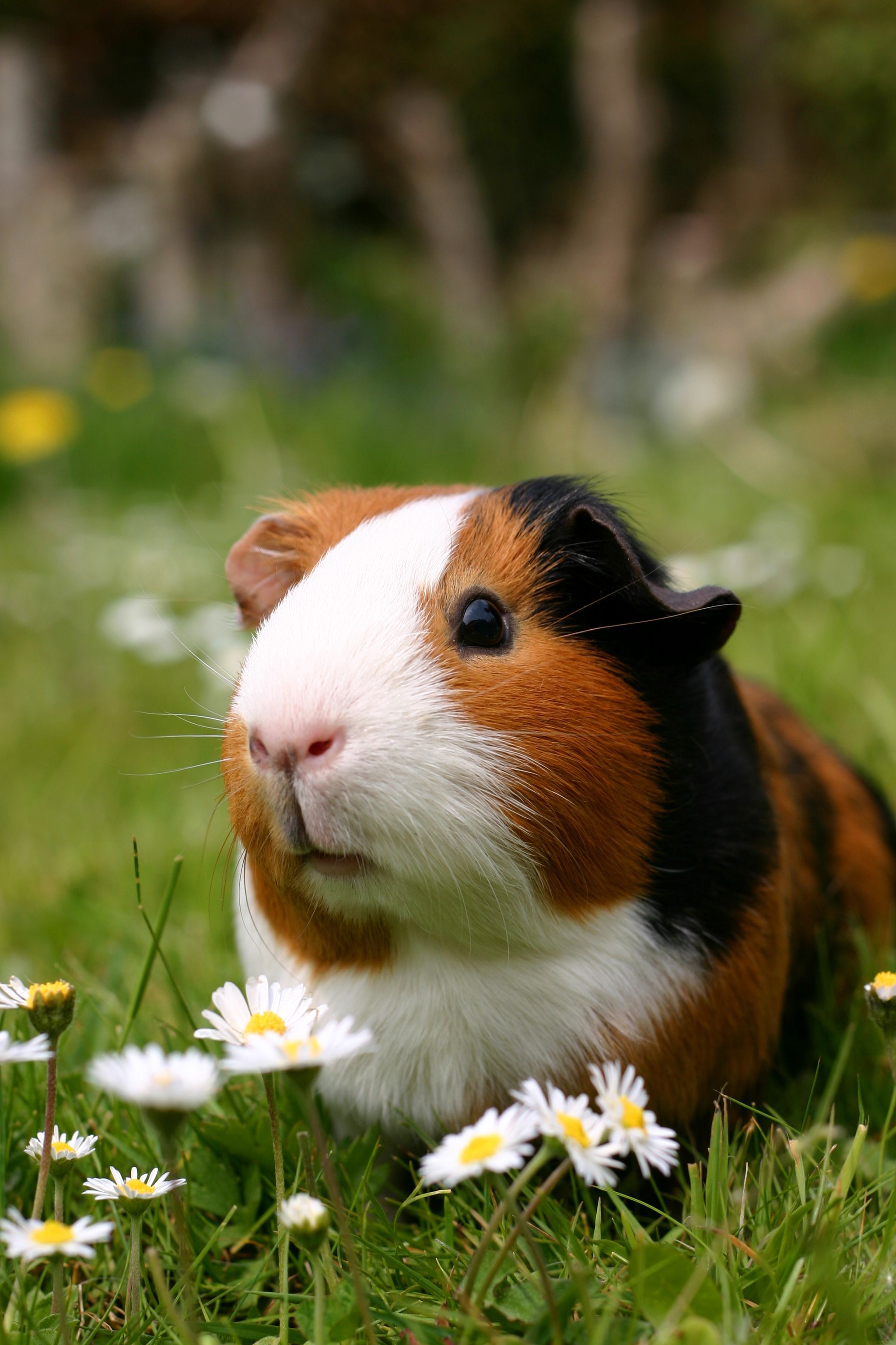 guinea pig breeds uk