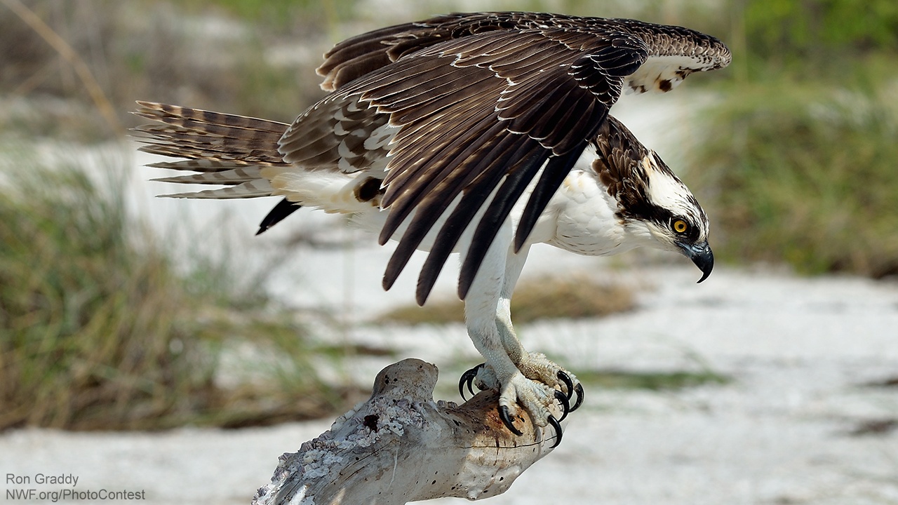 osprey vs seahawk