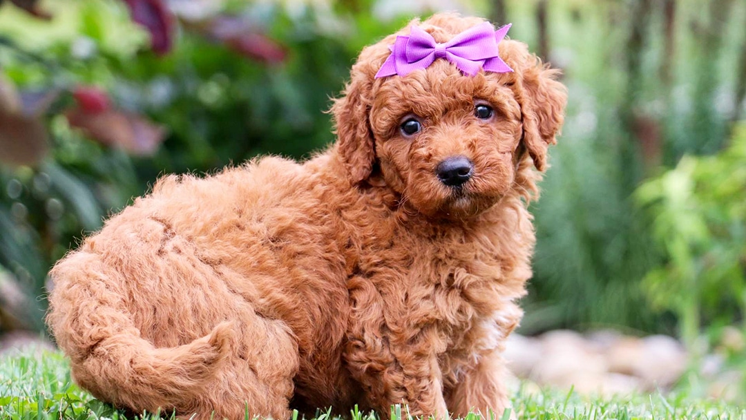 mini goldendoodles for sale near me