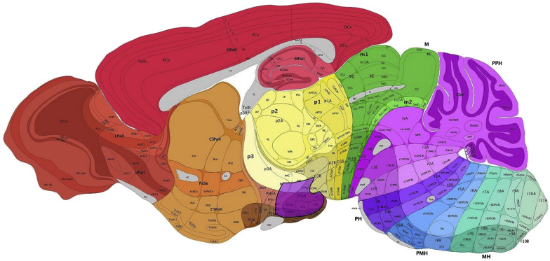 allen brain atlas