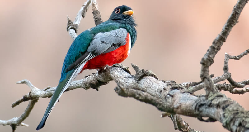 trogon