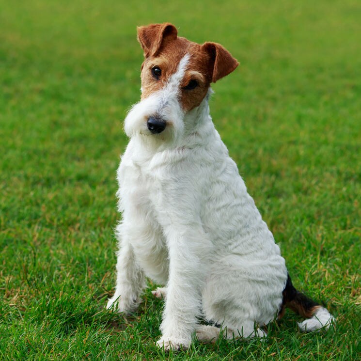 imagenes fox terrier