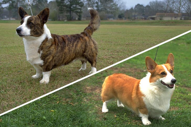 pictures of pembroke corgis