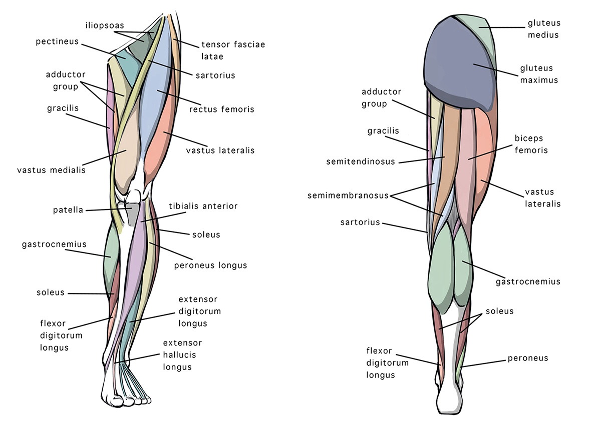 legs anatomy