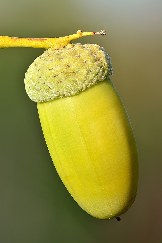 acorn meaning in marathi