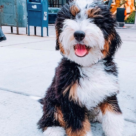 bernedoodle puppies for sale in michigan