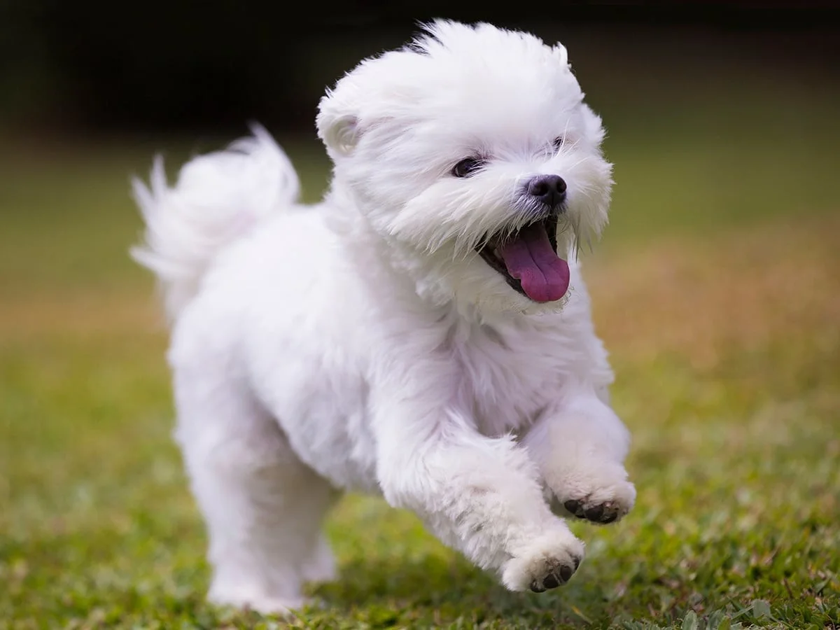 maltese puppy price