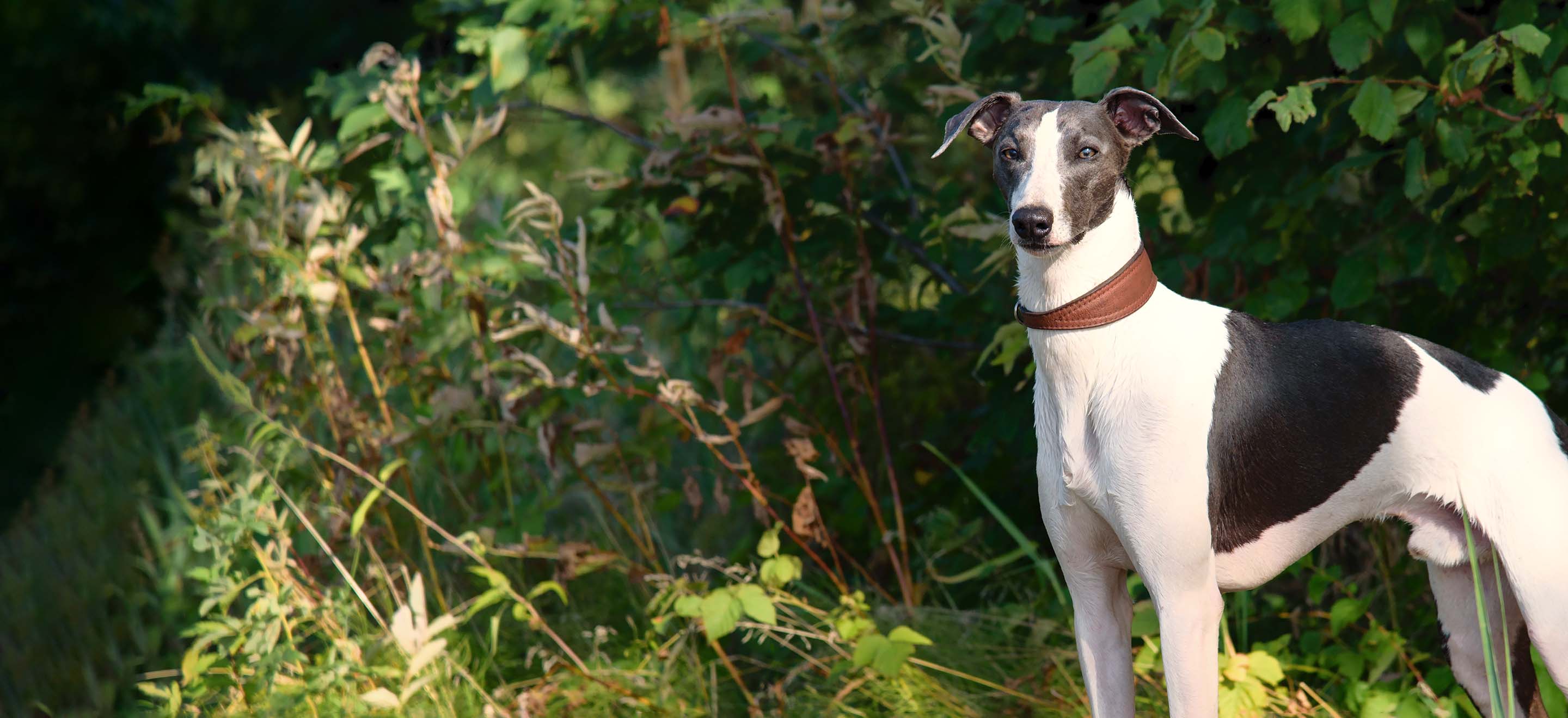 adopt a whippet victoria