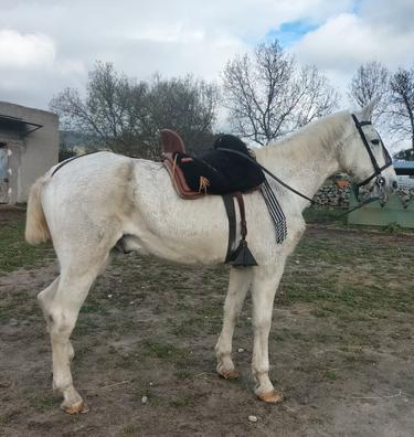 milanuncios caballos castilla y león