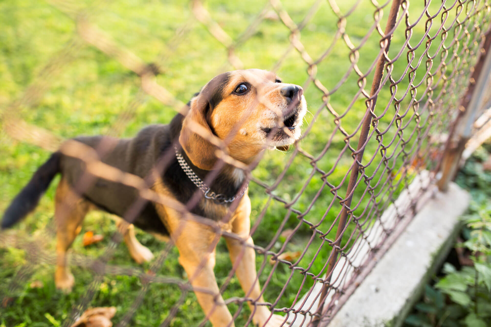 cheap dog fence ideas