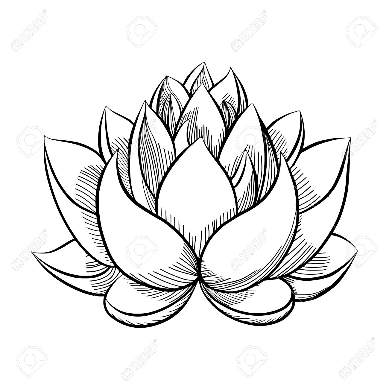 hand drawn lotus