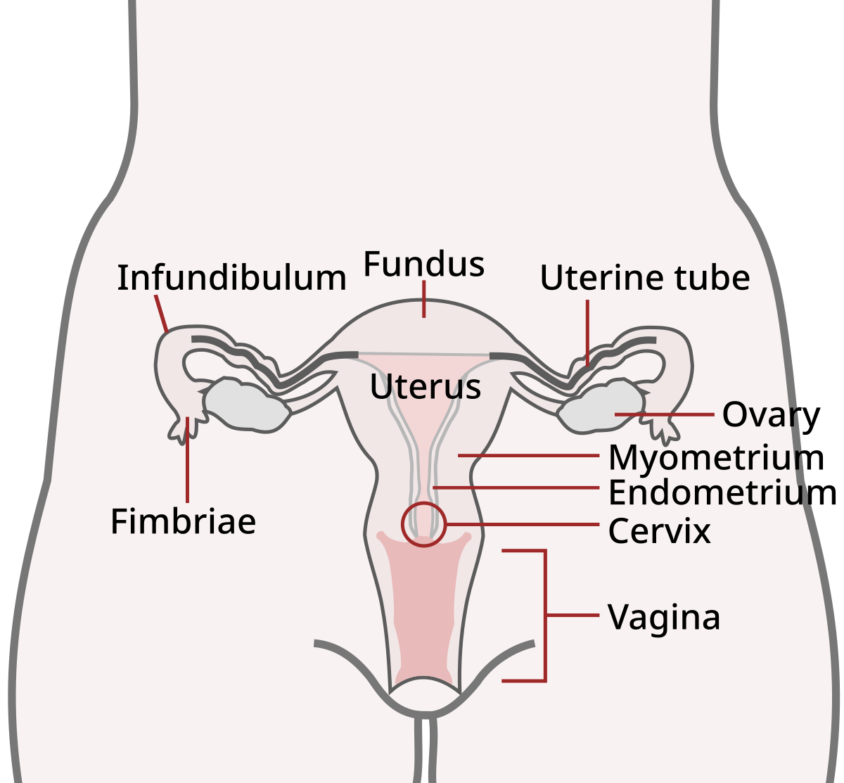 fimbriae