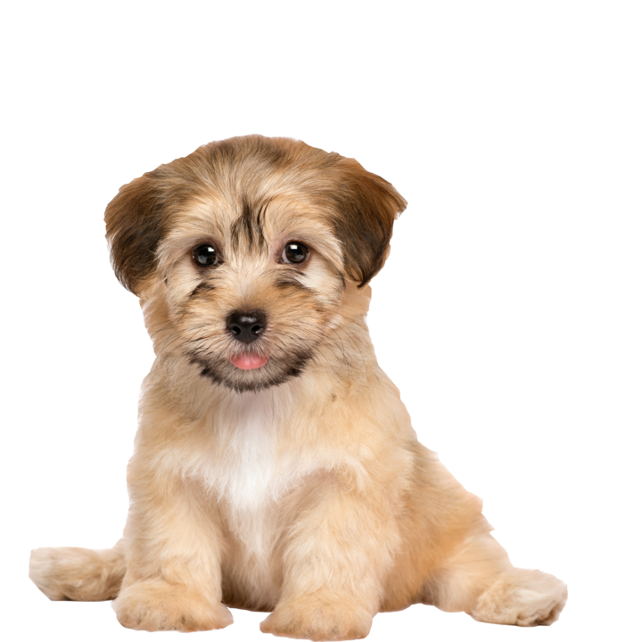 small dog breed puppies for sale