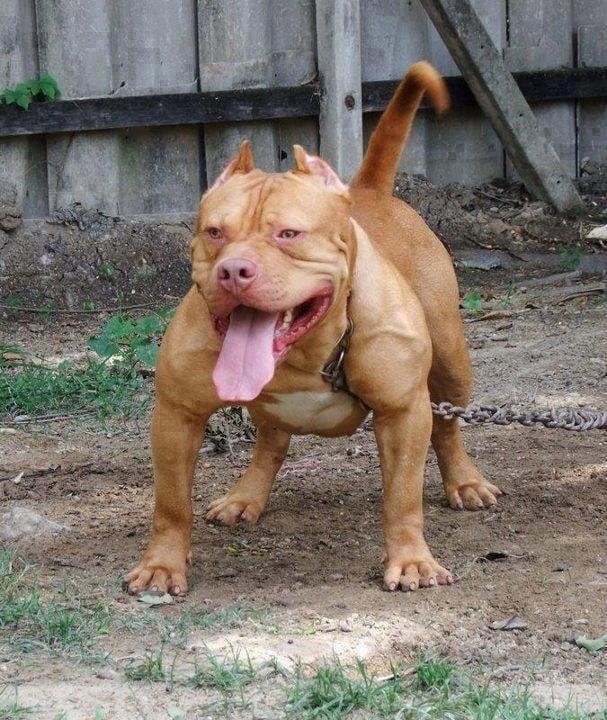 pit bull terrier muscular