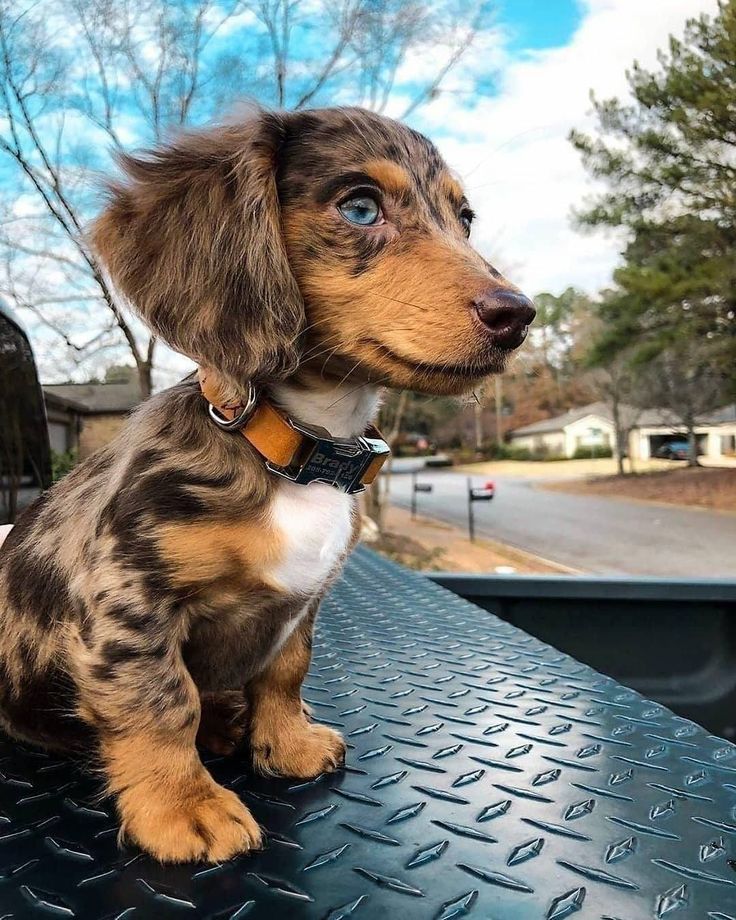 fluffy sausage dog puppy