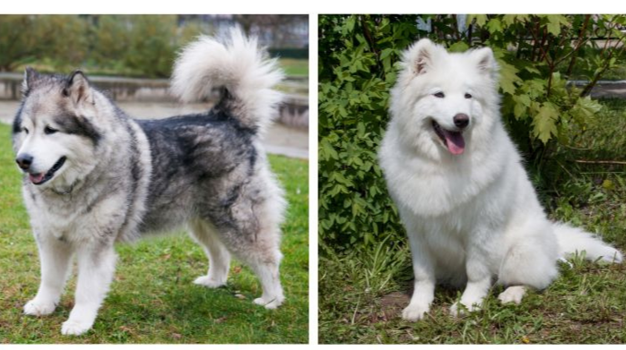 alaskan malamute samoyed