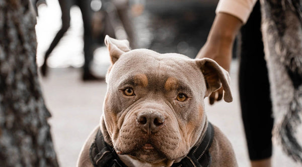 american bulldog crossed with pitbull