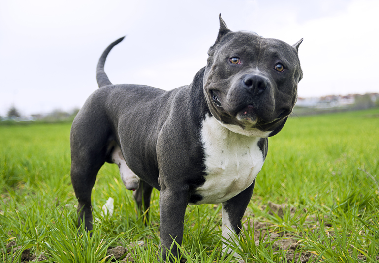 american pitbull blue bully