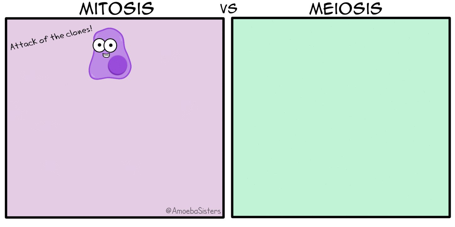 amoeba sisters mitosis