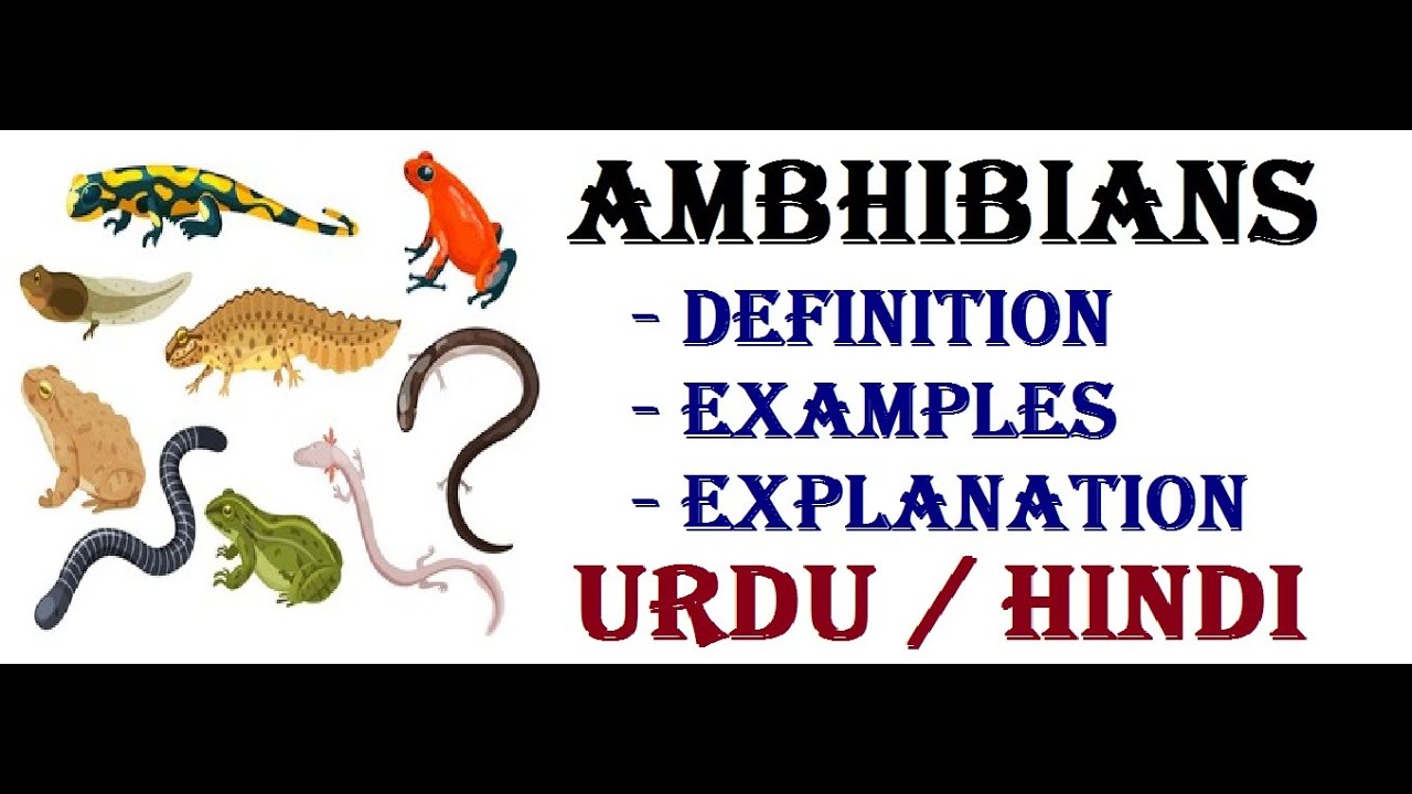 amphibians meaning in urdu