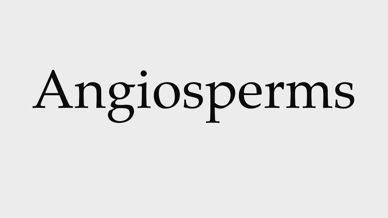 angiosperm pronunciation