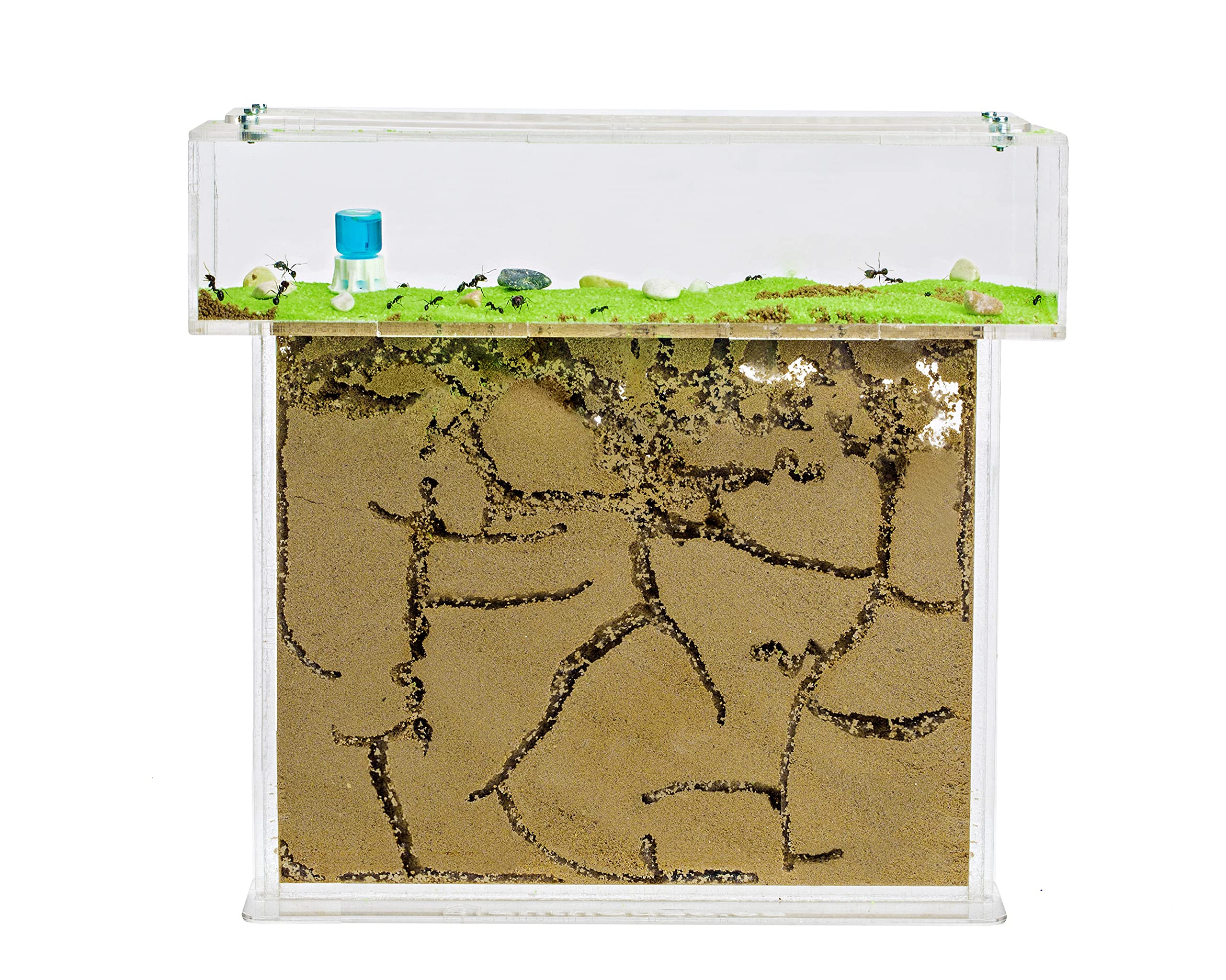 ant colony kit