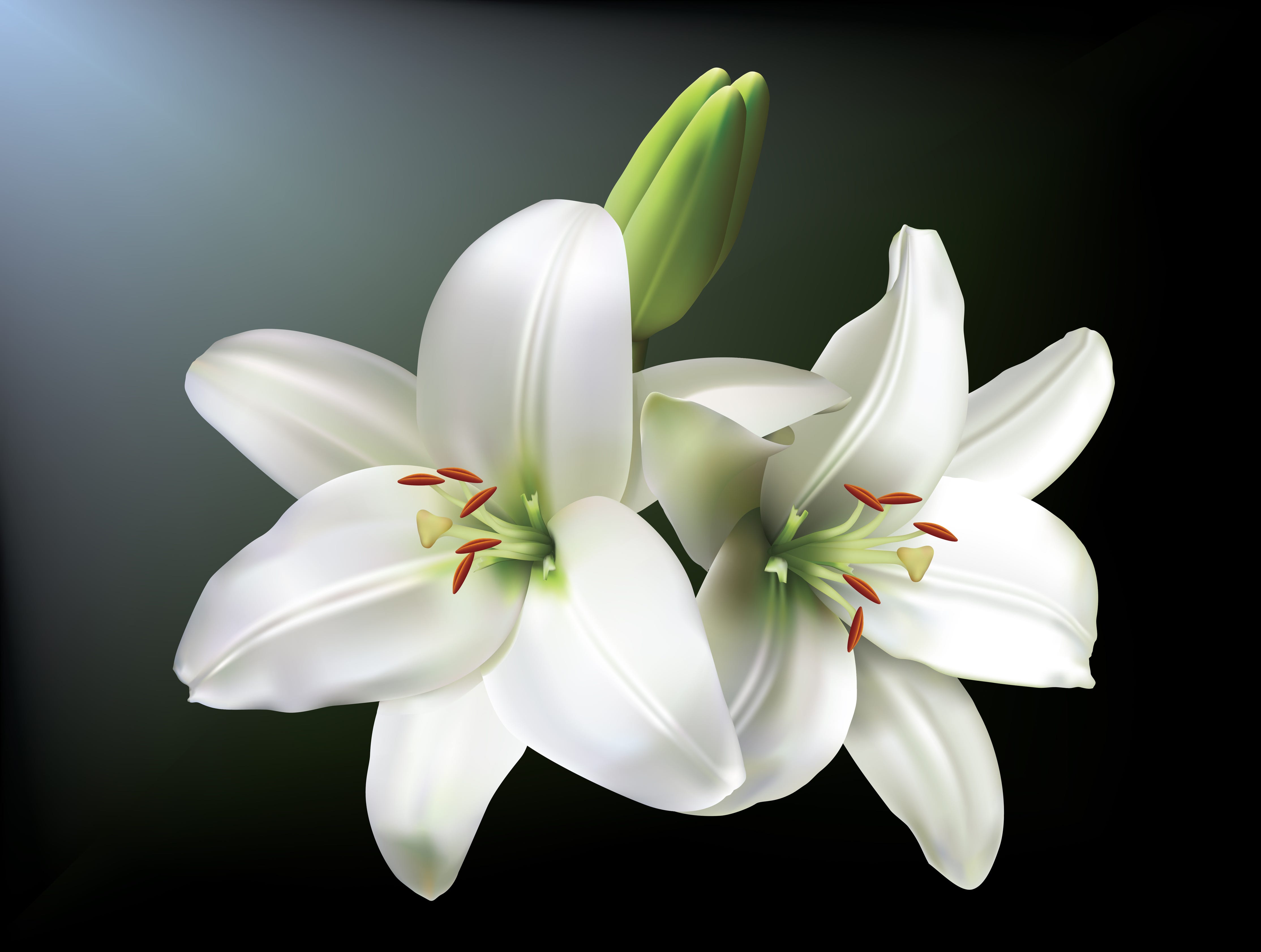 are white lilies poisonous to dogs