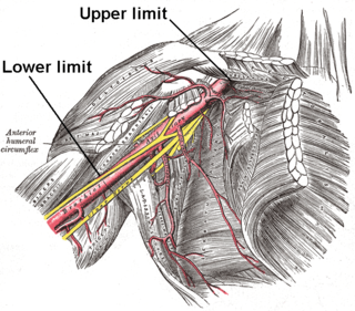 axillary meaning in tamil