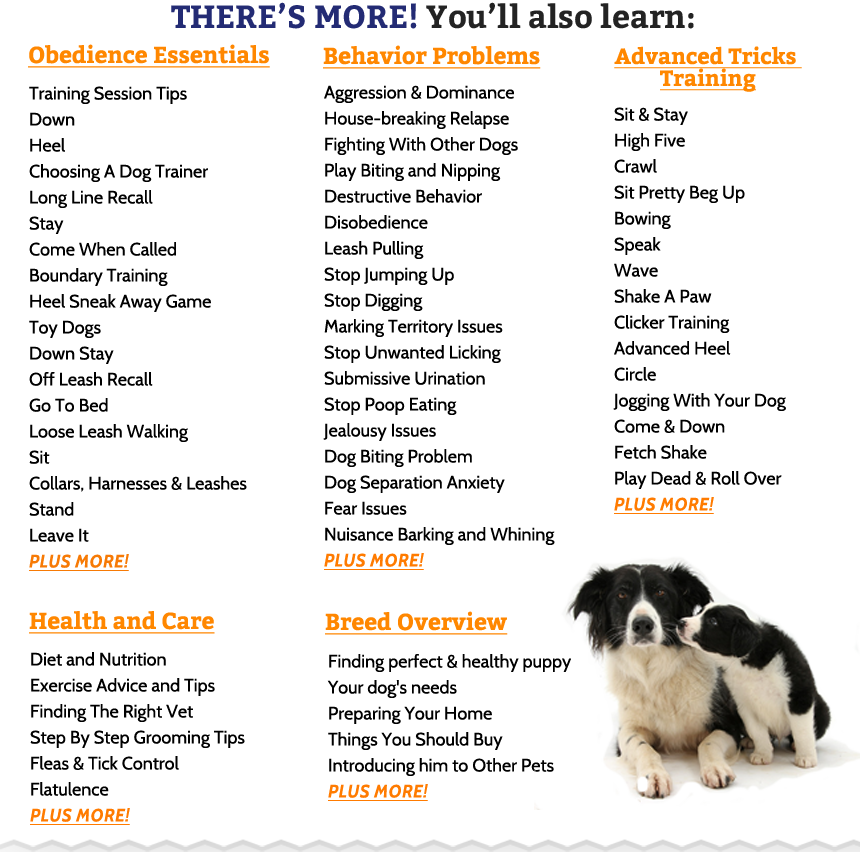 female border collie names