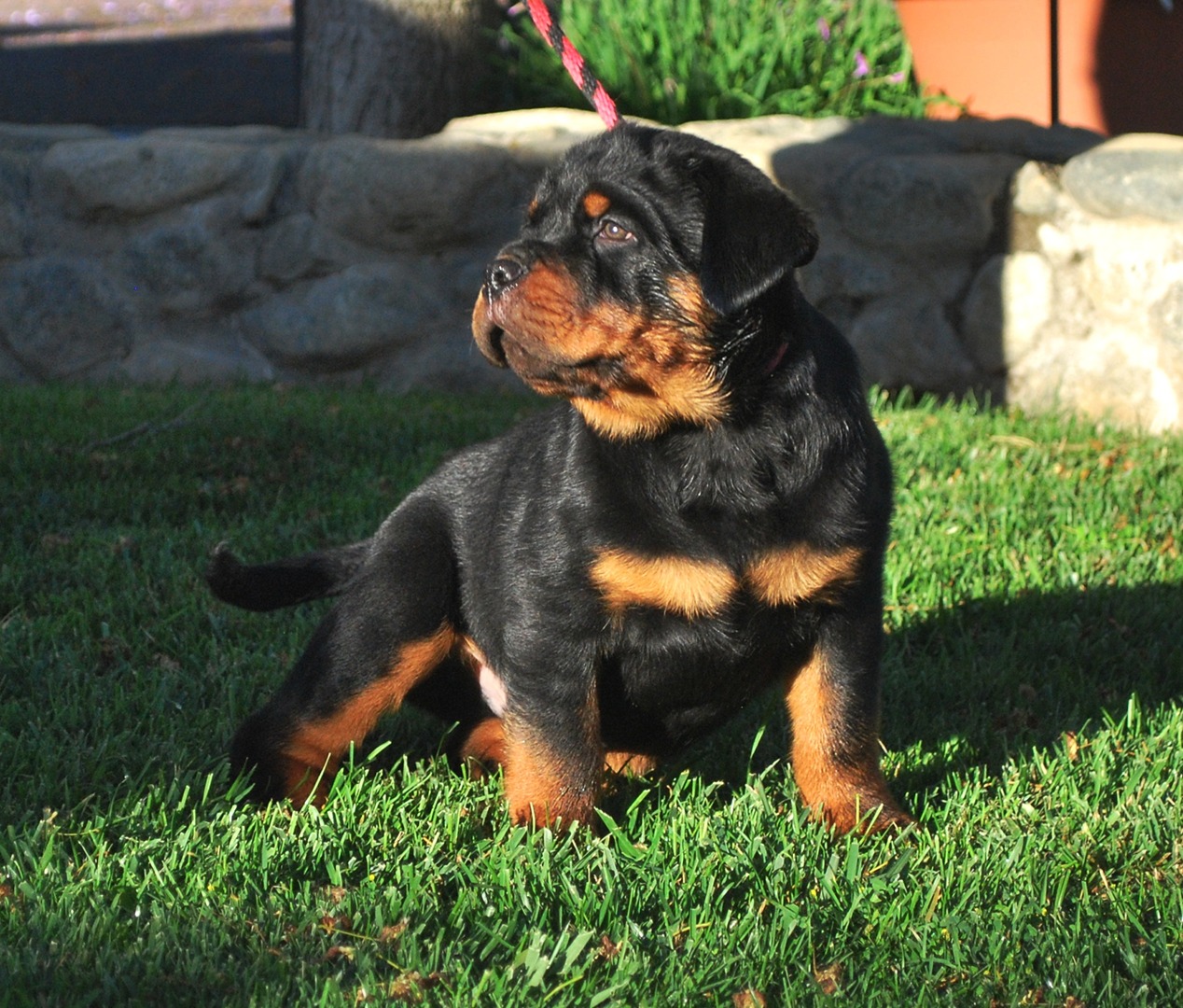 rottweilers for sale near me