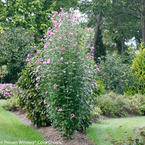 hibiscus purple pillar