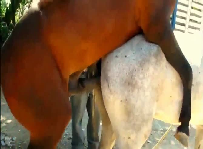 animals mating porn