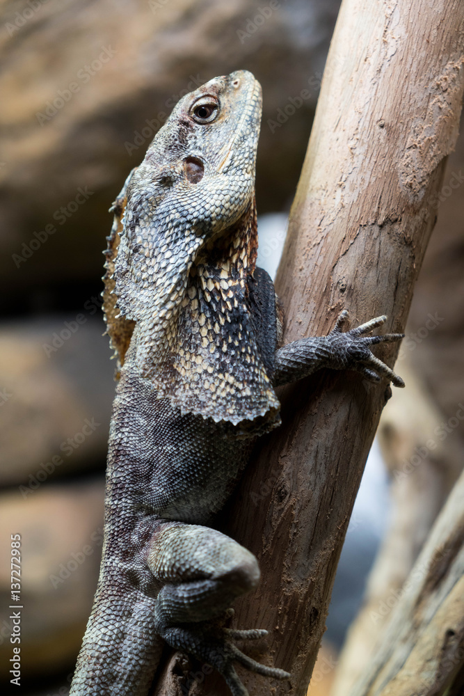 hooded dragon lizard