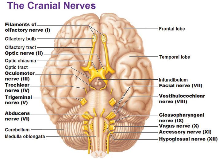 vagus nerve pronunciation