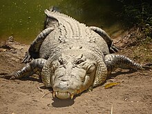 pictures of saltwater crocodiles