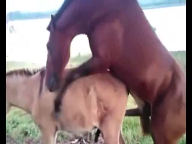 cojiendo caballos