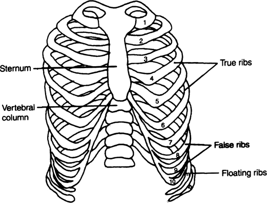 how many pairs of ribs does a human have