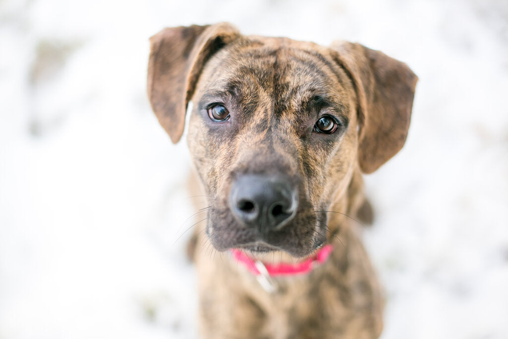 dogs with brindle