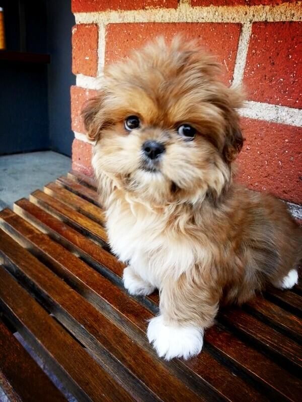 shih tzu and pekingese